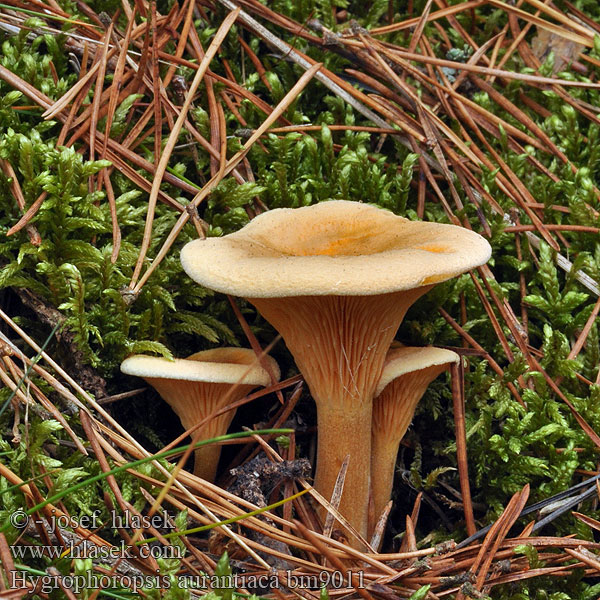 Hygrophoropsis aurantiaca False Chanterelle Almindelig orangekantarel