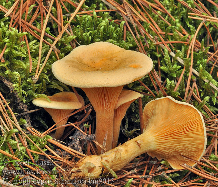 Hygrophoropsis aurantiaca Valevahvero Clitocybe orangé