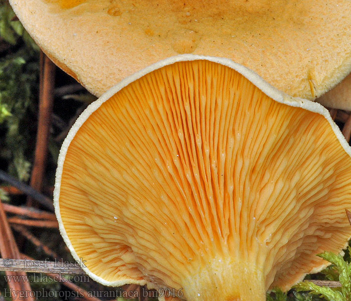 Hygrophoropsis aurantiaca bm9016