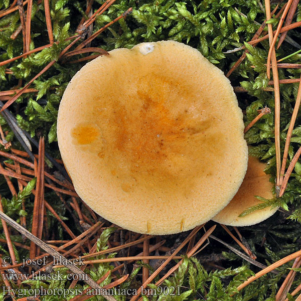 Hygrophoropsis aurantiaca Valse hanekam Narancsvörös tölcsérgomba