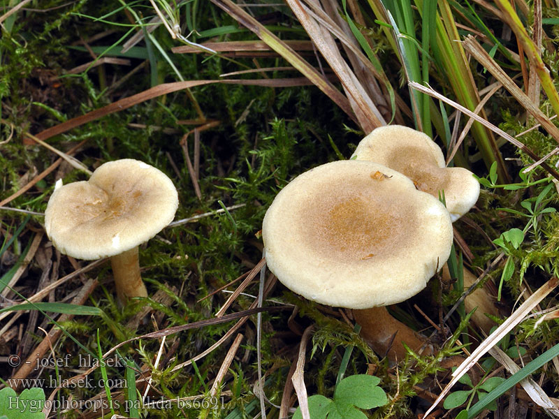 Hygrophoropsis pallida macrospora pallidus Lištička velkovýtrusá