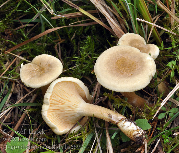 Hygrophoropsis_pallida_bs6697