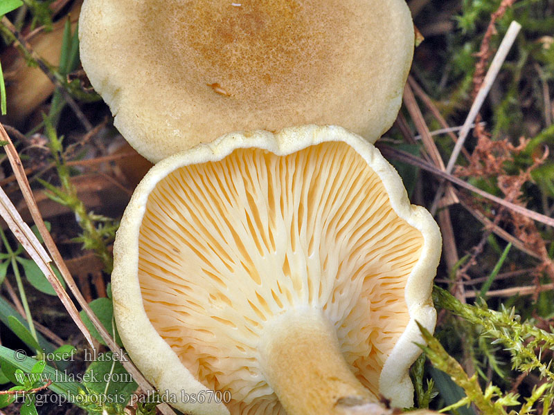 Hygrophoropsis_pallida_bs6700