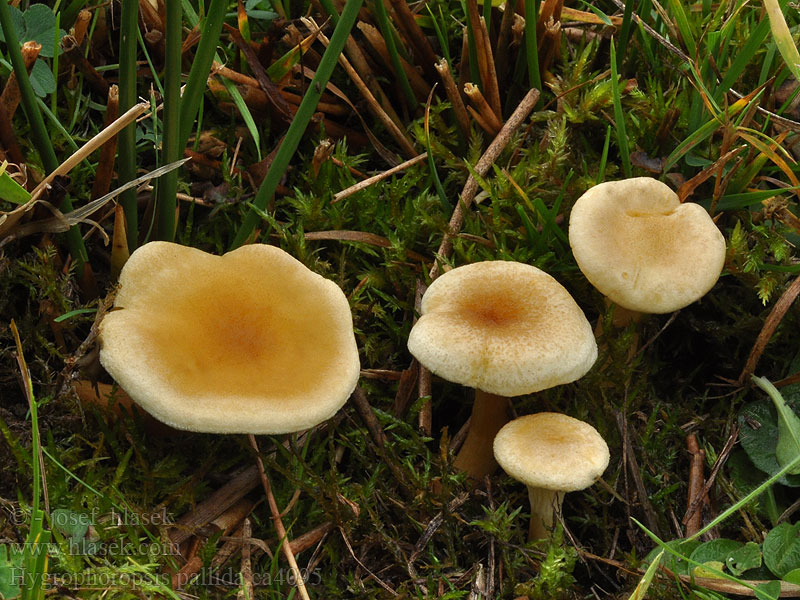 Hygrophoropsis pallida Hygrophoropsis pâle Blek falsk kantarell