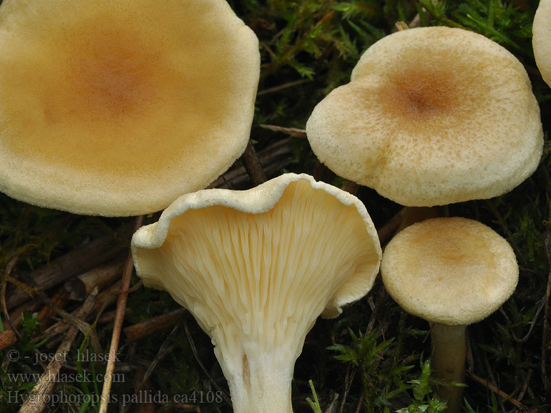 Lištička velkovýtrusá Hygrophoropsis pallida