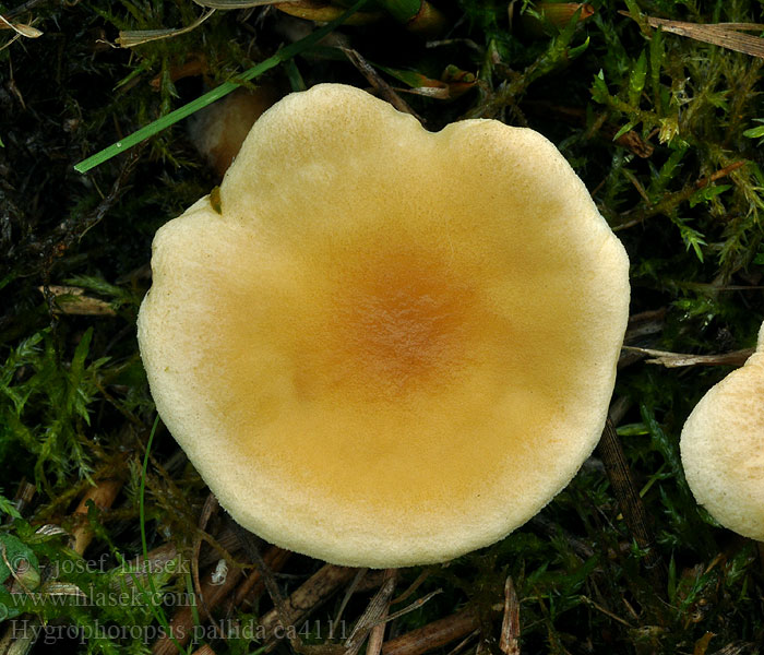 Grosssporiger Gelbweißer Afterleistling Hygrophoropsis pallida