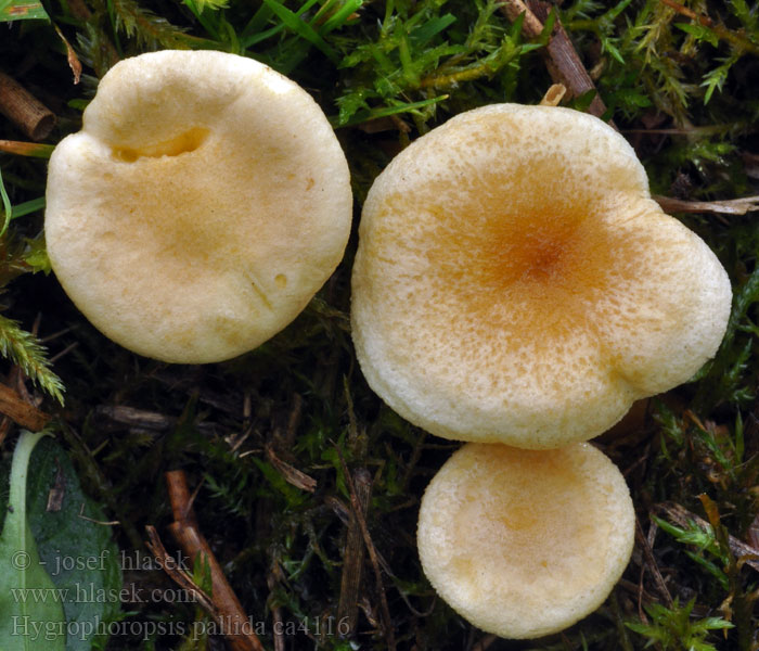 Grootsporige schijncantharel Hygrophoropsis pallida