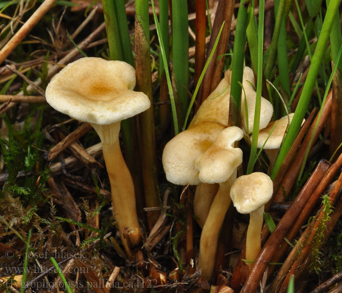 Lisówka blada Hygrophoropsis pallida