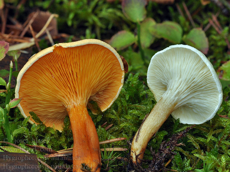 Bleg Orangekantarel Hygrophoropsis pallida