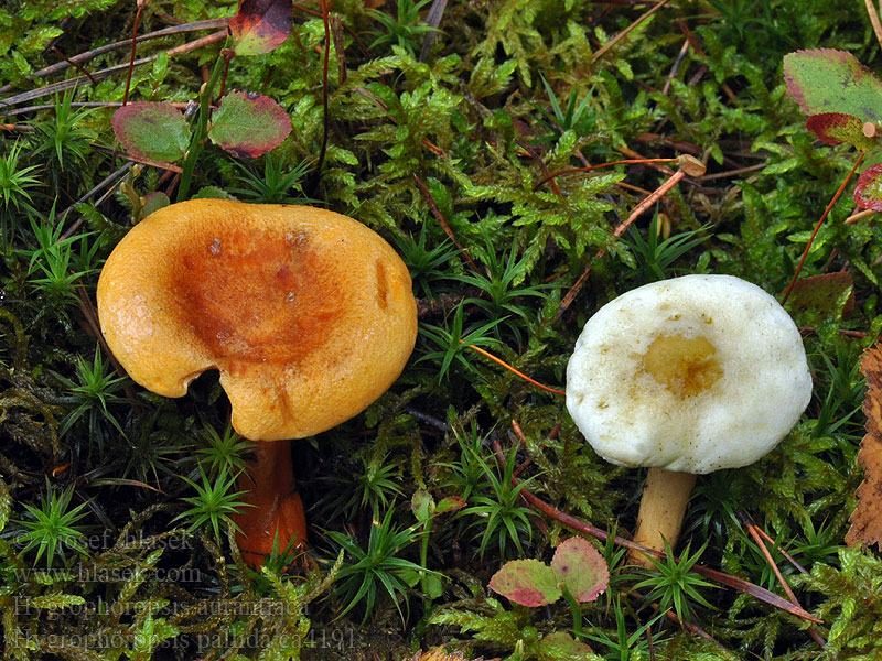 Blek narrkantarell Hygrophoropsis pallida