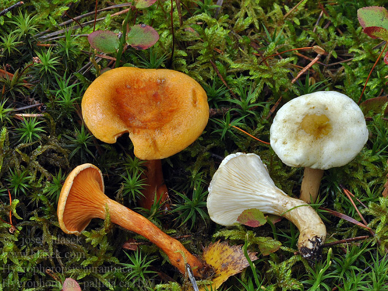 Valjuvalevahvero Hygrophoropsis pallida