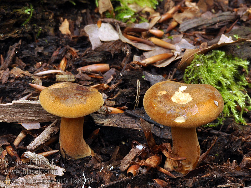 Hygrophoropsis rufa Lištička ryšavá