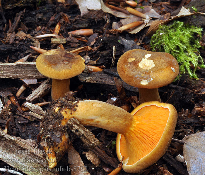 Hygrophoropsis rufa Braunroter Afterleistling