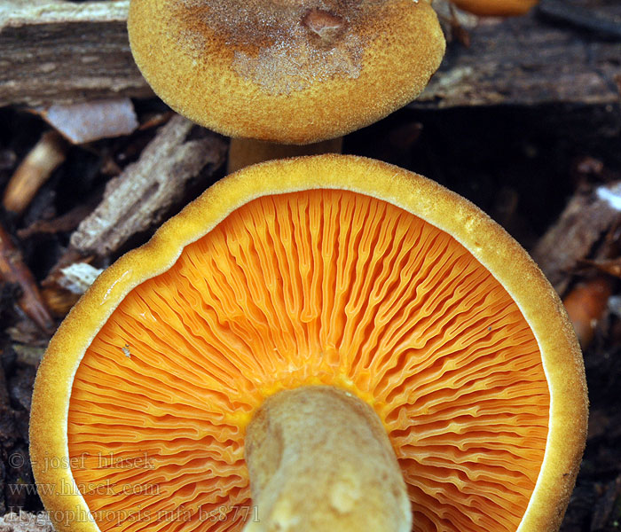 Hygrophoropsis rufa Líška hrdzavá