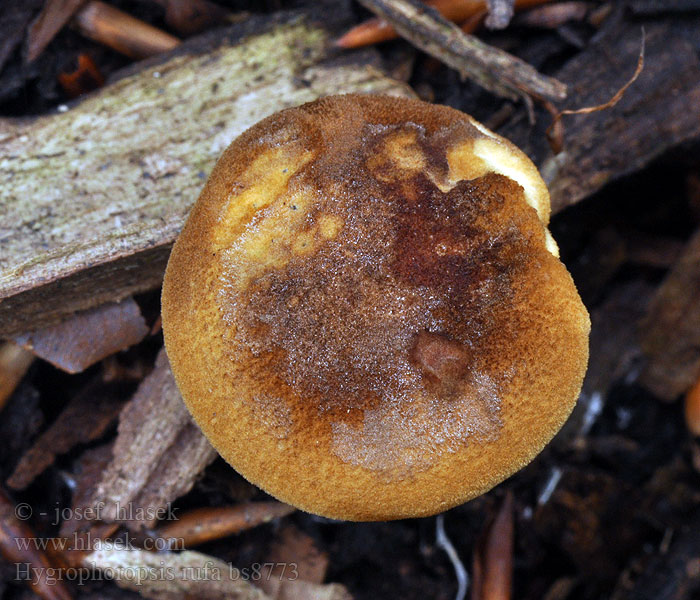 Hygrophoropsis rufa Brunfiltet orangekantarel Brun narrkantarell