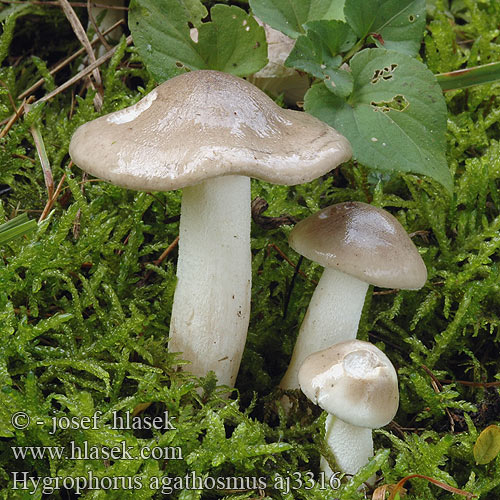 Hygrophorus agathosmus Šťavnatka vonná Wodnicha pachnąca Wohlriechender Schneckling Buretele melcului Hygrophore odeur agréable Vellugtende sneglehat Mandulaillatú csigagomba Csigagombafélék mandelslijmkop Tuoksuvahakas ウスチャヌメリガサ Duftvokssopp Гигрофор ароматный Šťavnačka voňavá Dišeča polževka Doftvaxing