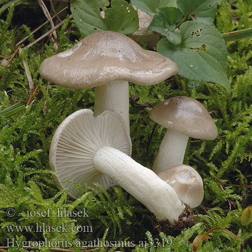 Hygrophorus agathosmus Hygrophore odeur agréable Vellugtende sneglehat Mandulaillatú csigagomba Csigagombafélék mandelslijmkop Tuoksuvahakas ウスチャヌメリガサ Duftvokssopp Гигрофор ароматный Šťavnačka voňavá Dišeča polževka Doftvaxing Šťavnatka vonná Wodnicha pachnąca Wohlriechender Schneckling Buretele melcului