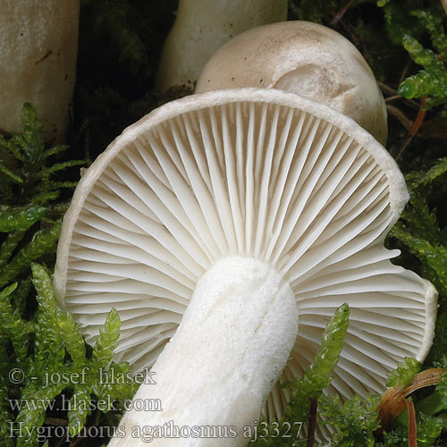 Hygrophorus agathosmus Mandelslijmkop Tuoksuvahakas ウスチャヌメリガサ Duftvokssopp Гигрофор ароматный Šťavnačka voňavá Dišeča polževka Doftvaxing Šťavnatka vonná Wodnicha pachnąca Wohlriechender Schneckling Buretele melcului Hygrophore odeur agréable Vellugtende sneglehat Mandulaillatú csigagomba Csigagombafélék