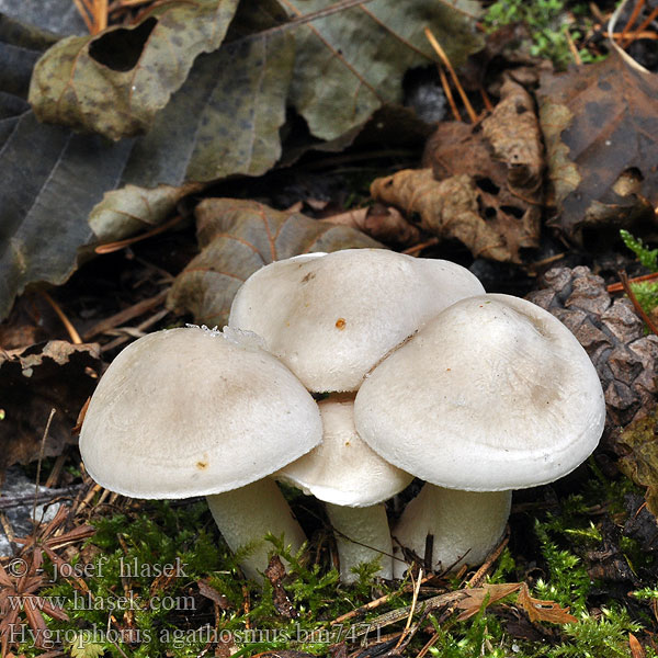 Hygrophorus agathosmus bm7471