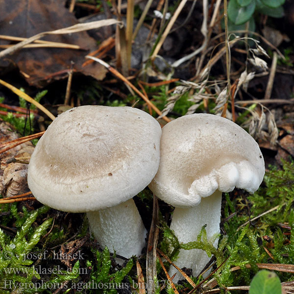 Hygrophorus agathosmus bm7478