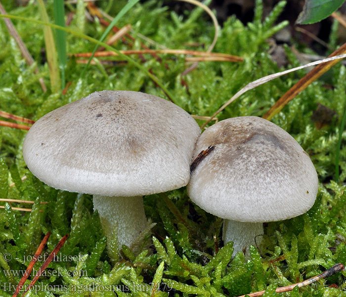 Hygrophorus agathosmus bm7479