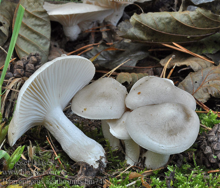 Wodnicha pachnąca Wohlriechender Schneckling Buretele melcului Hygrophore odeur agréable Vellugtende sneglehat Mandulaillatú csigagomba Csigagombafélék Mandelslijmkop Tuoksuvahakas ウスチャヌメリガサ Duftvokssopp Гигрофор ароматный Šťavnačka voňavá Dišeča polževka Doftvaxing Hygrophorus agathosmus Šťavnatka vonná