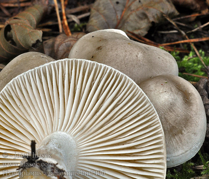 Wohlriechender Schneckling Buretele melcului Hygrophore odeur agréable Vellugtende sneglehat Mandulaillatú csigagomba Csigagombafélék Mandelslijmkop Tuoksuvahakas ウスチャヌメリガサ Duftvokssopp Гигрофор ароматный Šťavnačka voňavá Dišeča polževka Doftvaxing Hygrophorus agathosmus Šťavnatka vonná Wodnicha pachnąca