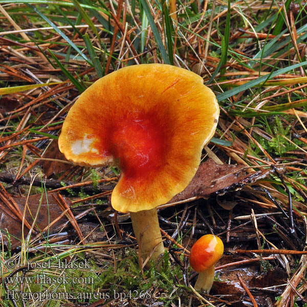 Hygrophorus aureus Šťavnatka zlatá Gold-Schneckling