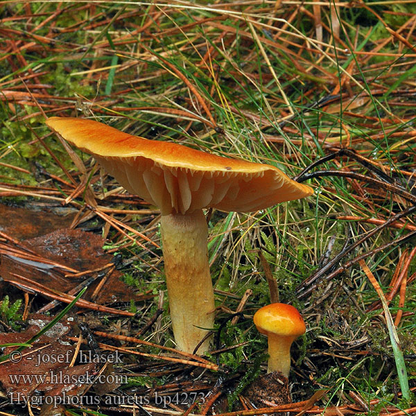 Oranje denneslijmkop Goudkleurige Hygrophorus Wodnicha złota