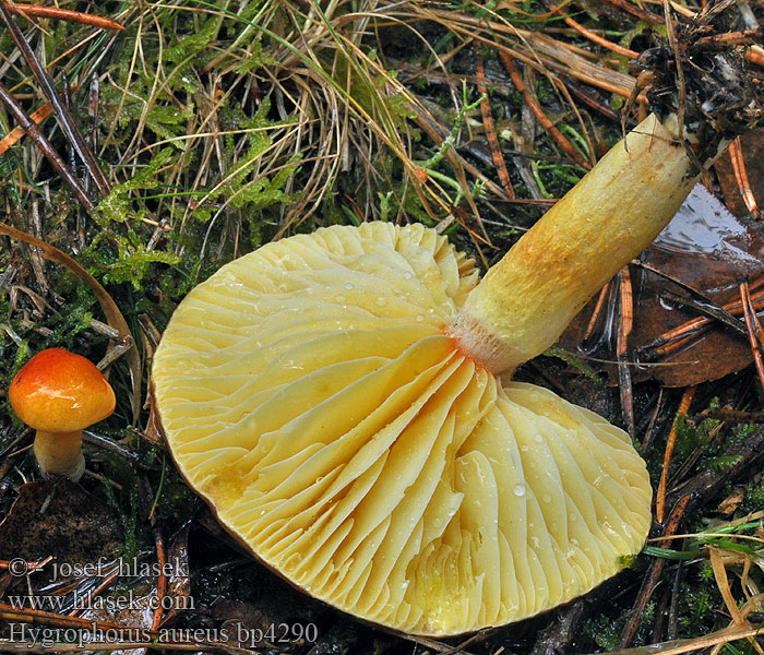 Hygrophorus aureus bp4290