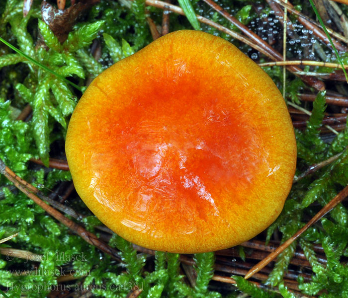 Šťavnatka zlatá Hygrophorus aureus