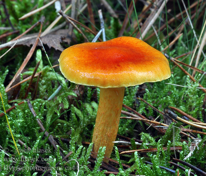 Gold-Schneckling Hygrophorus aureus