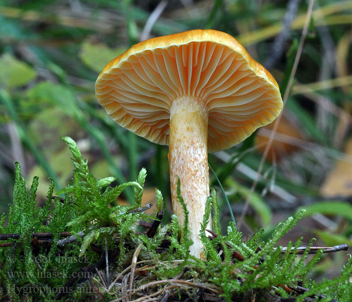 Wodnicha złota Hygrophorus aureus