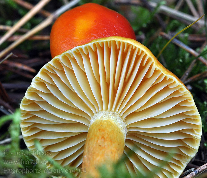 Šťavnačka zlatá Hygrophorus aureus