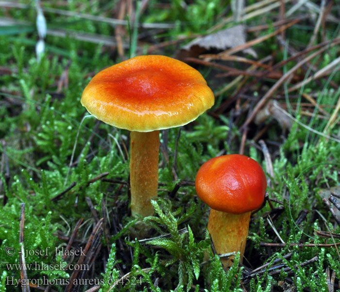 Gylden sneglehat Hygrophorus aureus