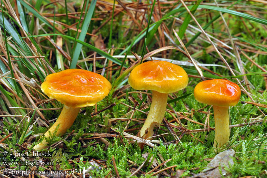 Hygrophorus aureus