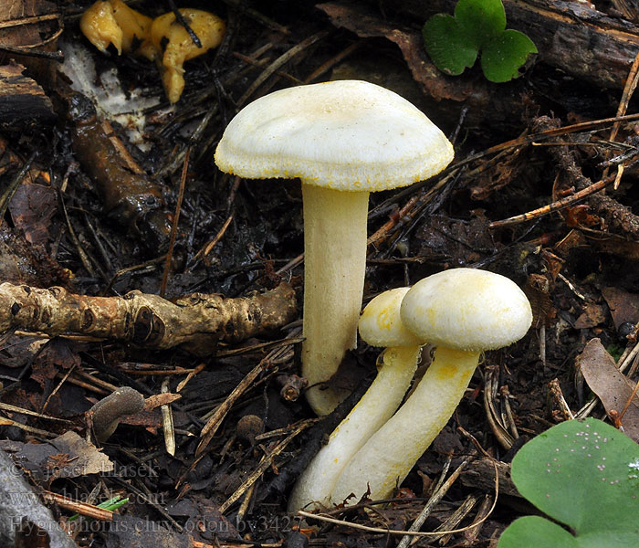 Hygrophorus chrysodon Štavnatka žlutolupenná Goldzahn-Schneckling