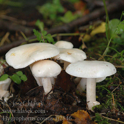 Hygrophorus cossus Agaricus cossus Prelčeva polževka Hygrophore odeur Cossus Šťavnatka drvopleňová クサヌメリガサ Starkriechender Schneckling Šťavnačka mydlová Ekvaxskivling