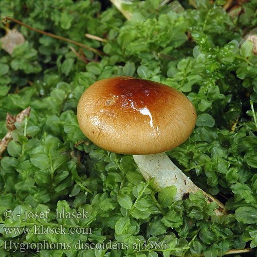 Hygrophorus discoideus Šťavnatka terčovitá Šťavnačka terčovitá Wodnicha tarczowata Braunscheibiger Schneckling Barnakorongos csigagomba Csigagombafélék Diskasta polževka Roodbruine slijmkop Skive-sneglehat Tummalakivahakas Hygrophore disque brun チャヌメリガサ Gulbrun vokssopp Diskvaxskivling