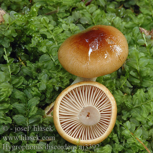 Hygrophorus discoideus Braunscheibiger Schneckling Barnakorongos csigagomba Csigagombafélék Diskasta polževka Roodbruine slijmkop Skive-sneglehat Tummalakivahakas Hygrophore disque brun チャヌメリガサ Gulbrun vokssopp Diskvaxskivling Šťavnatka terčovitá Šťavnačka terčovitá Wodnicha tarczowata