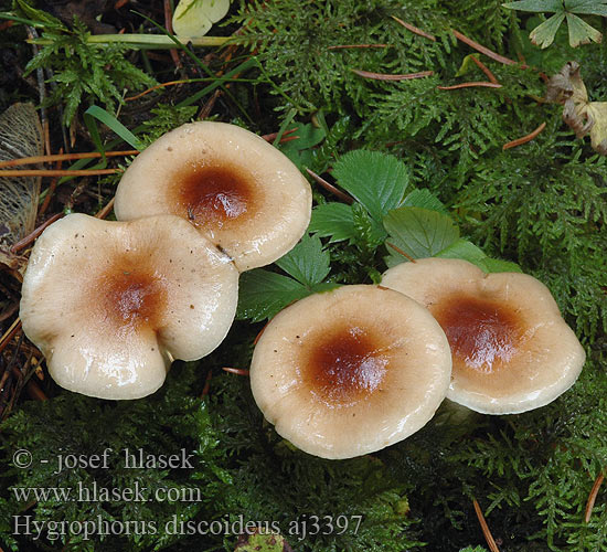 Hygrophorus discoideus チャヌメリガサ Gulbrun vokssopp Diskvaxskivling Šťavnatka terčovitá Šťavnačka terčovitá Wodnicha tarczowata Braunscheibiger Schneckling Barnakorongos csigagomba Csigagombafélék Diskasta polževka Roodbruine slijmkop Skive-sneglehat Tummalakivahakas Hygrophore disque brun