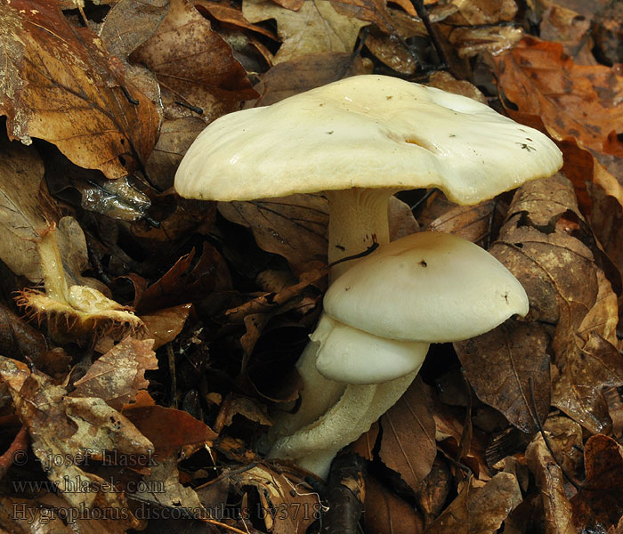 Hygrophorus discoxanthus Ildelugtende sneglehat Mörknande vaxskivling