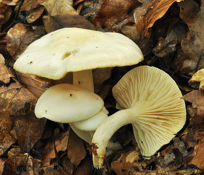 Hygrophorus discoxanthus Verkleurende slijmkop Wodnicha żółknąca Šťavnačka bledá