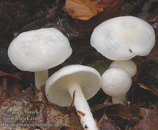 Hygrophorus eburneus Ivory Woodwax Elfenbens-sneglehat Hygrophore blanc d'ivoire Ivoorzwam Elefántcsontcsigagomba Elfenbeinschneckling Wodnicha biała Šťavnačka Šťavnatka slonovinová Elfenbensvaxing Elfenbenvokssopp シロヌメリガサ Elefántcsont csigagomba Elfenbenvokssopp Гигрофор жёлтовато-белый Bela polževka