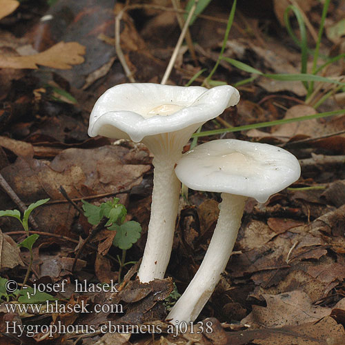 Hygrophorus eburneus Elfenbeinschneckling Wodnicha biała Šťavnačka Šťavnatka slonovinová Elfenbensvaxing Elfenbenvokssopp シロヌメリガサ Elefántcsont csigagomba Elfenbenvokssopp Гигрофор жёлтовато-белый Bela polževka Ivory Woodwax Elfenbens-sneglehat Hygrophore blanc d'ivoire Ivoorzwam Elefántcsontcsigagomba