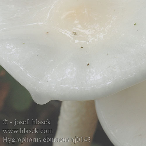 Hygrophorus eburneus Šťavnatka slonovinová Elfenbensvaxing Elfenbenvokssopp シロヌメリガサ Elefántcsont csigagomba Elfenbenvokssopp Гигрофор жёлтовато-белый Bela polževka Ivory Woodwax Elfenbens-sneglehat Hygrophore blanc d'ivoire Ivoorzwam Elefántcsontcsigagomba Elfenbeinschneckling Wodnicha biała Šťavnačka