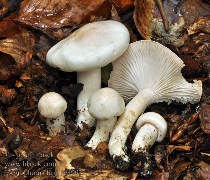 Hygrophorus fagi Šťavnatka zardělá