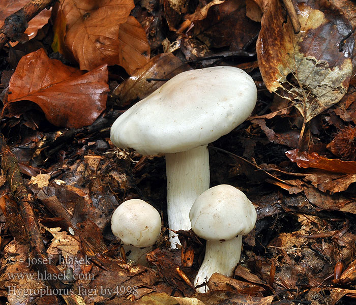 Hygrophorus fagi Wodnicha białóróżowa