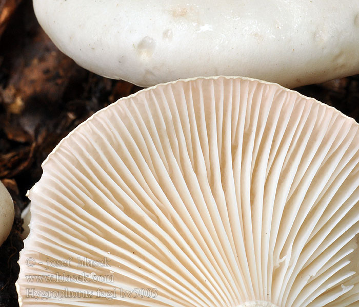 Hygrophorus fagi Buchen-Schneckling