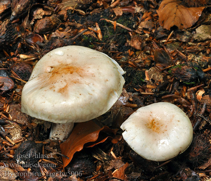 Hygrophorus fagi Šťavnačka belavoružovkastá